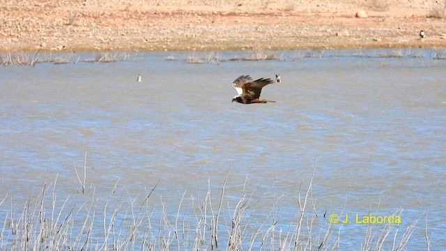 Western Marsh Harrier - ML614879299