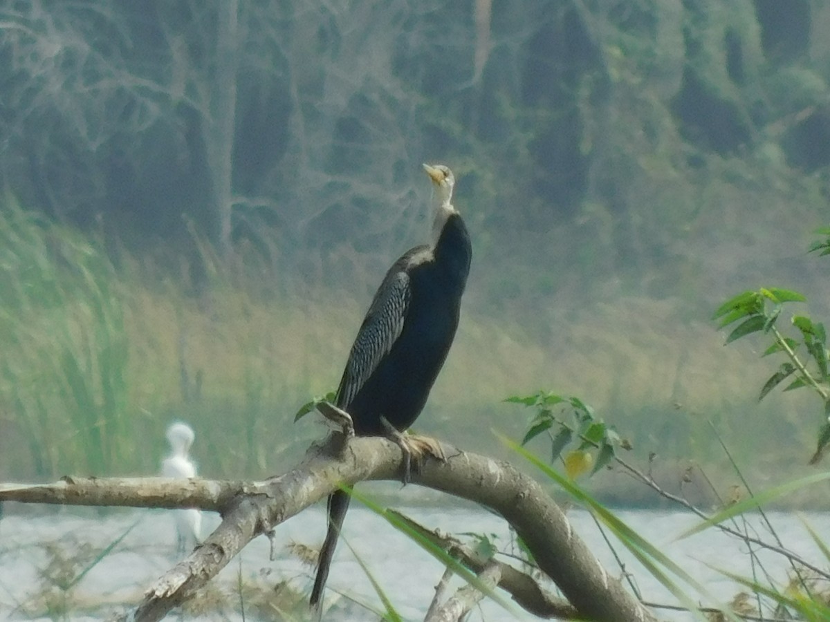 Oriental Darter - ML614879304