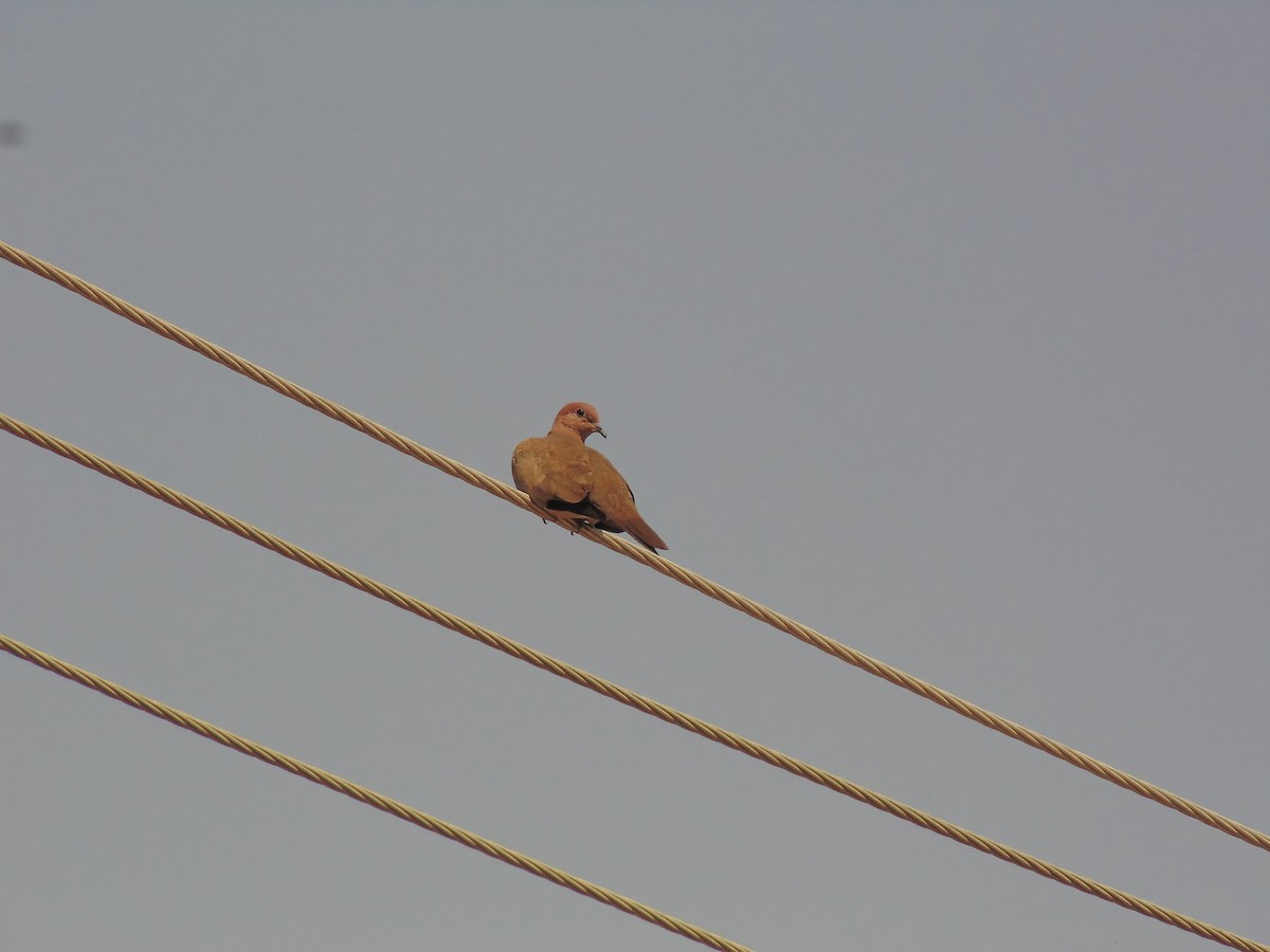 Tórtola Senegalesa - ML614879326