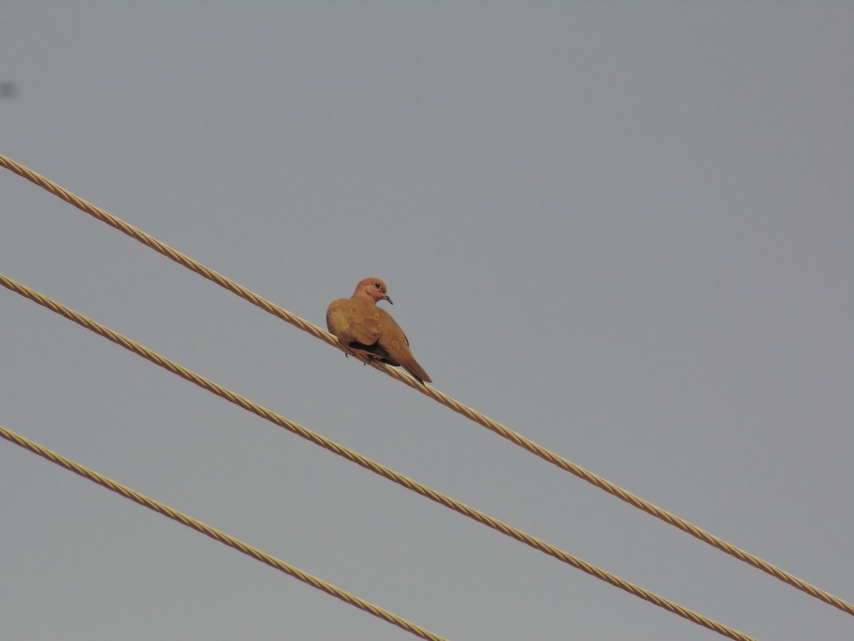 Laughing Dove - ML614879327