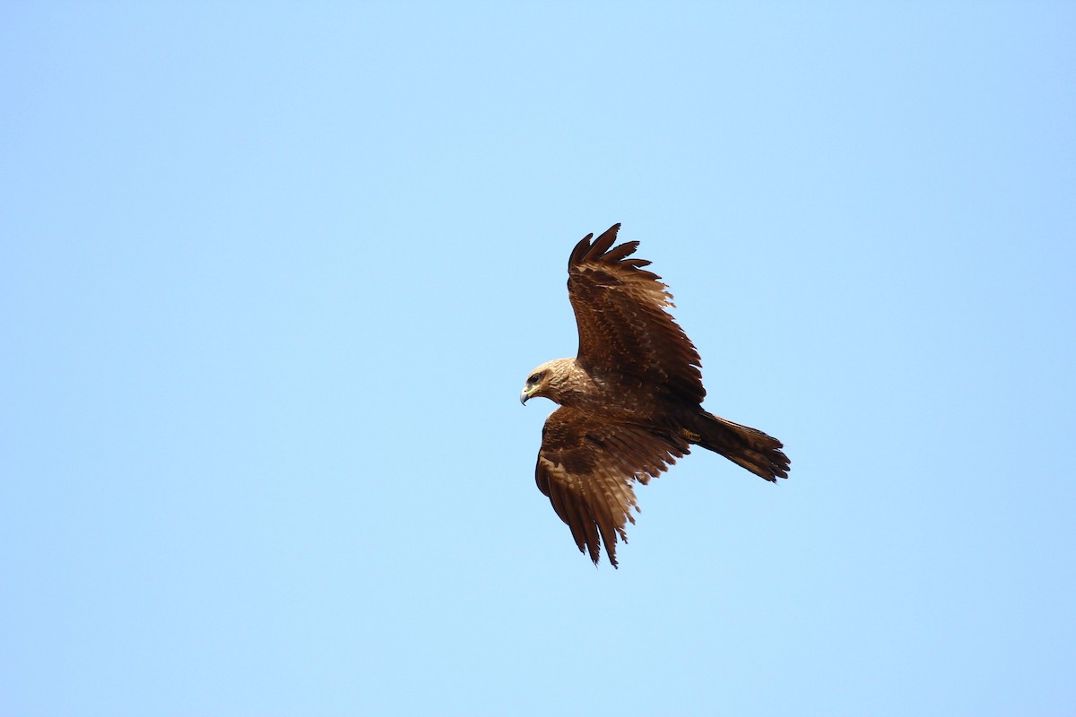 Black Kite - ML614879332