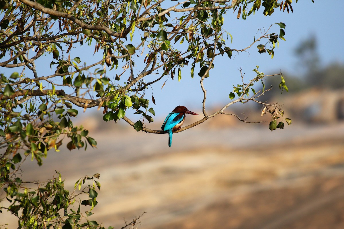 White-throated Kingfisher - ML614879342
