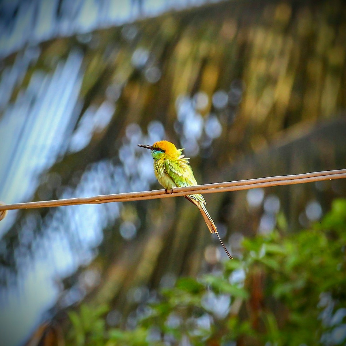 Asian Green Bee-eater - ML614879348