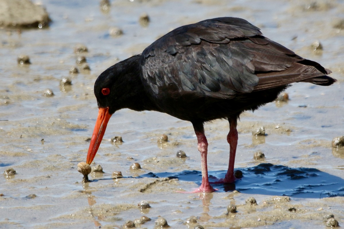 Variable Oystercatcher - ML614879353