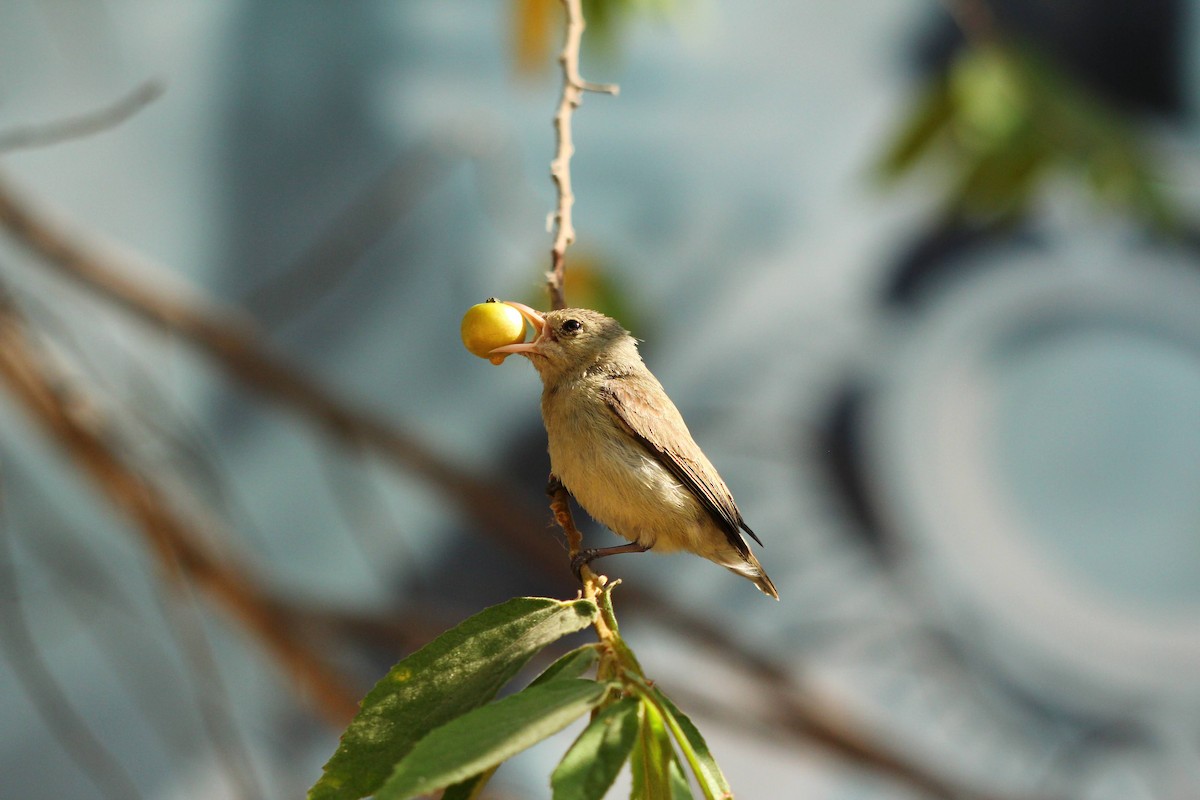 Pale-billed Flowerpecker - ML614879354