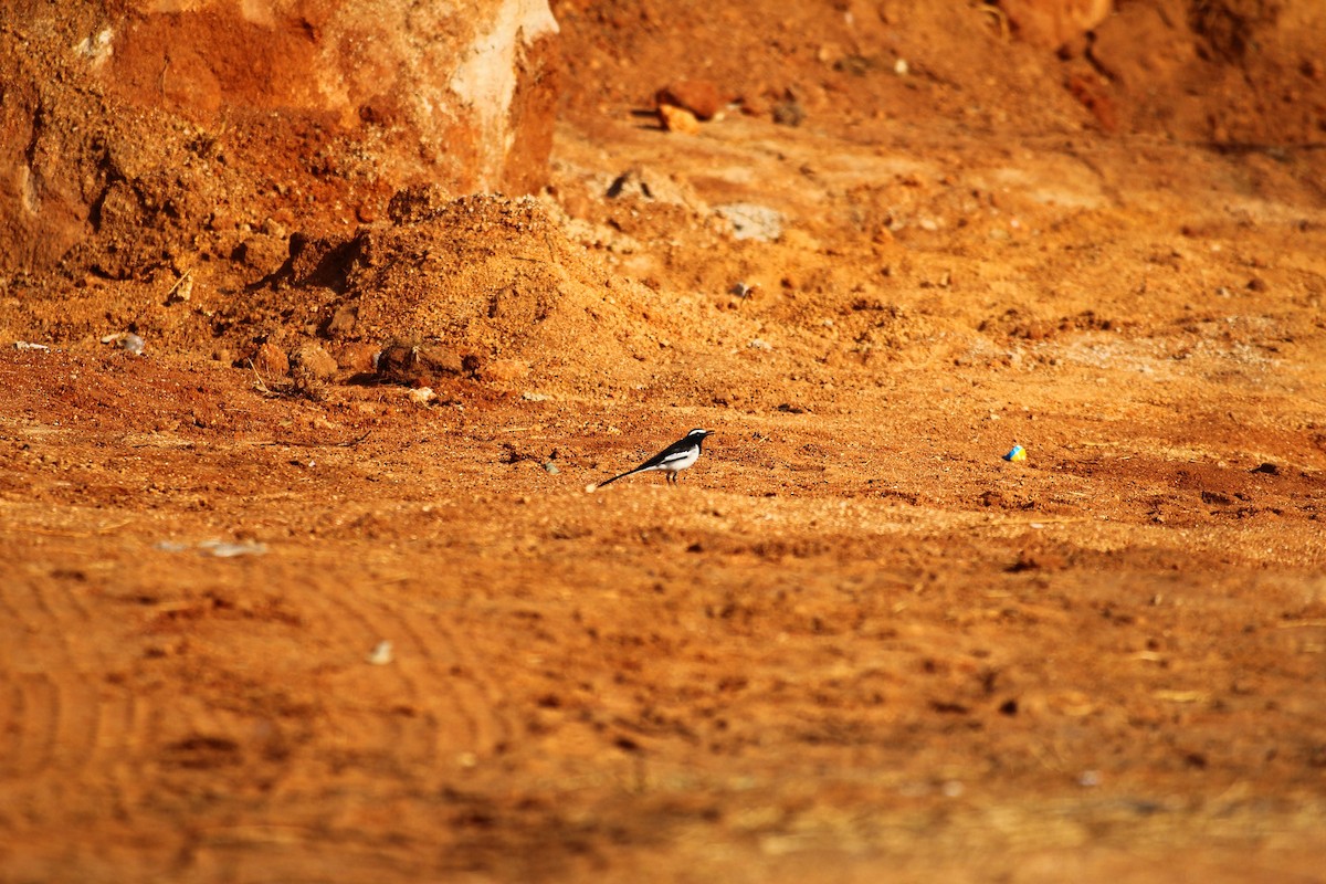 White-browed Wagtail - ML614879366