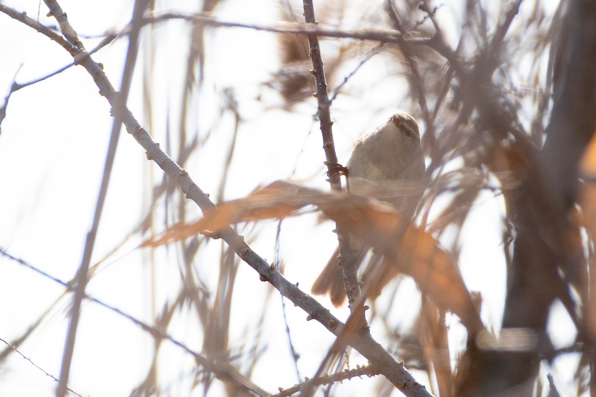 Mosquitero Montano (lorenzii) - ML614879537