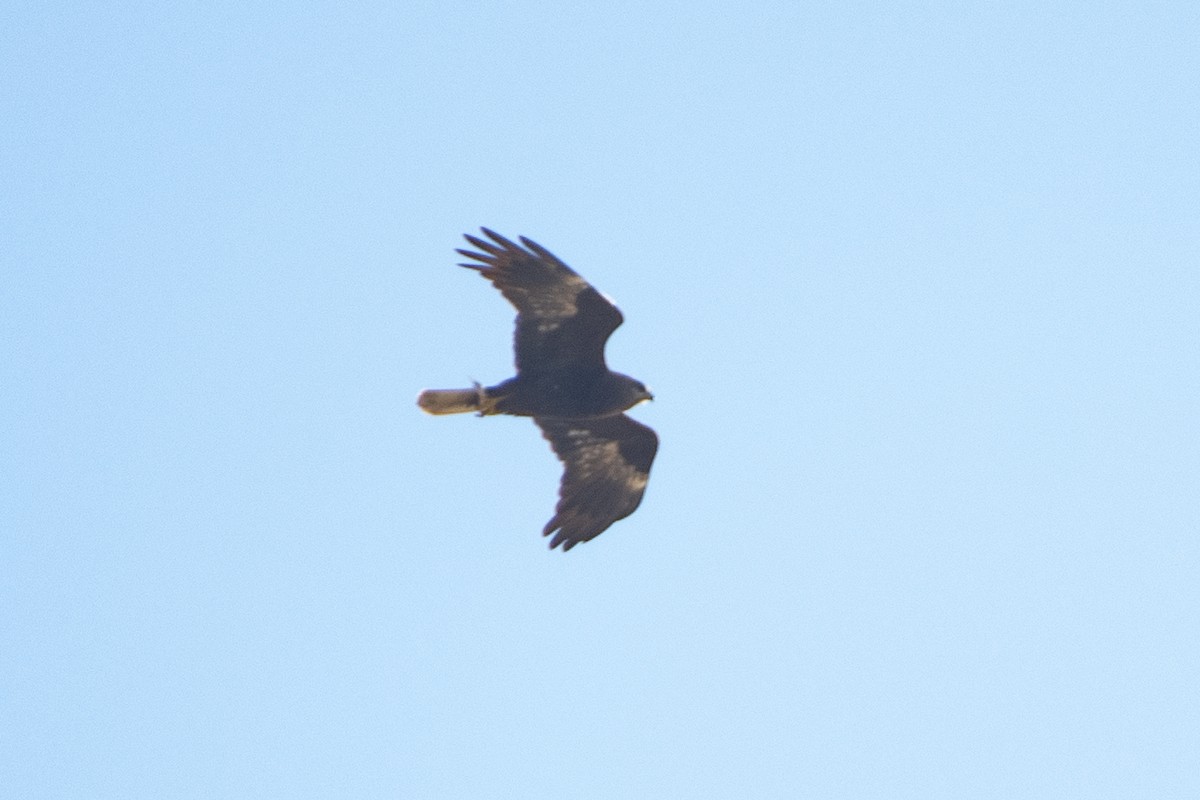 Western Marsh Harrier - ML614879545