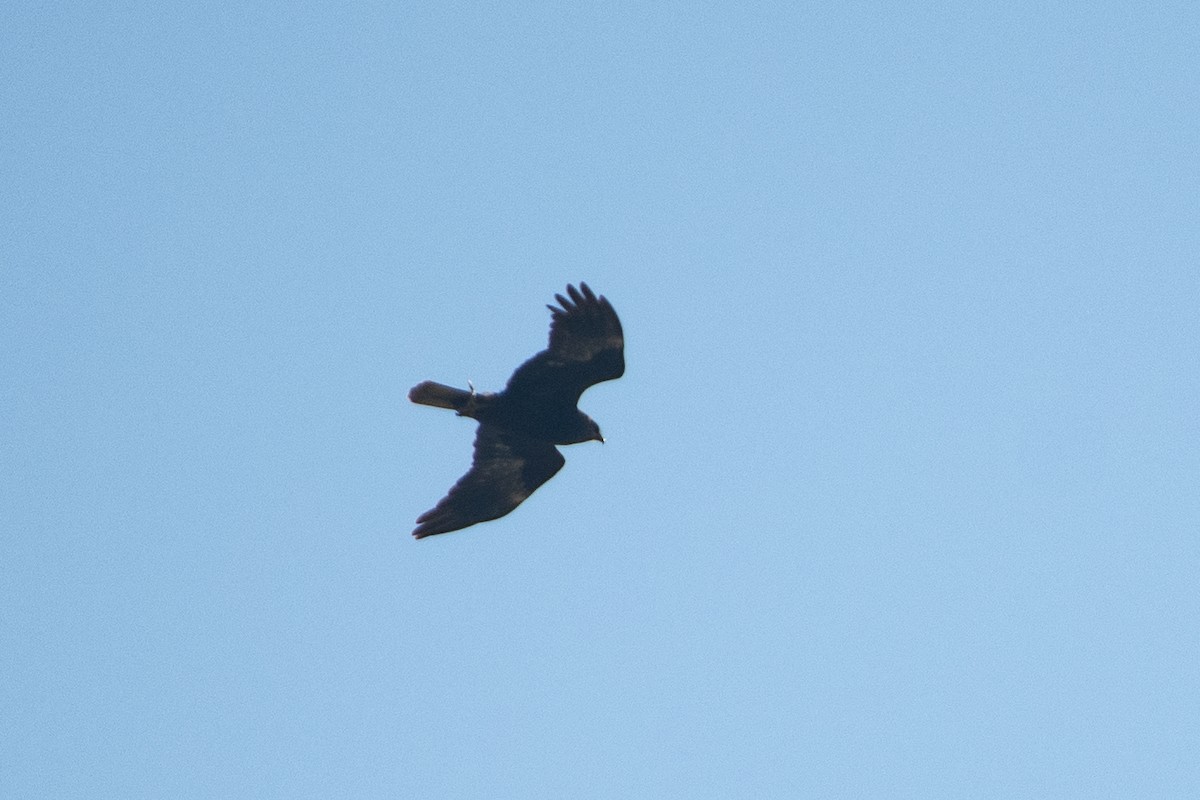 Western Marsh Harrier - ML614879549