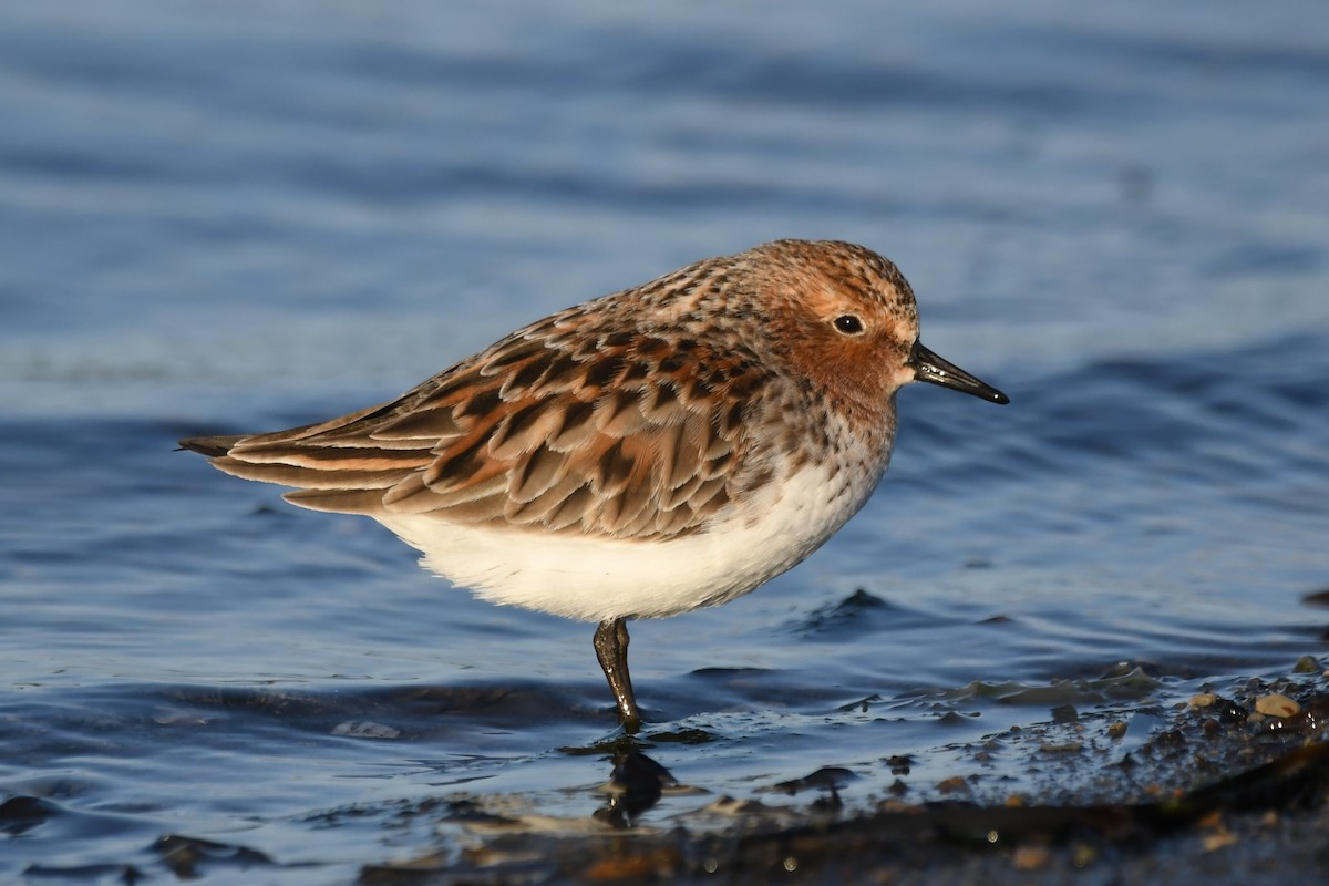 Red-necked Stint - ML614879595