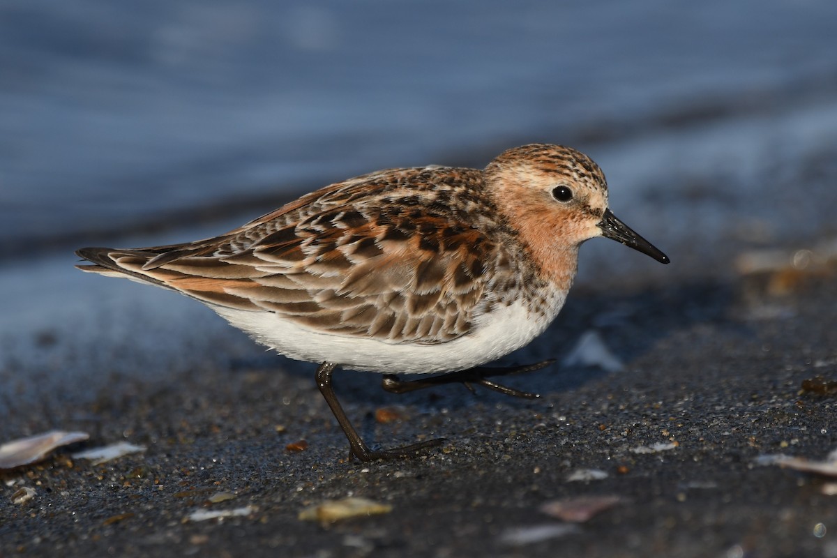 Red-necked Stint - ML614879596