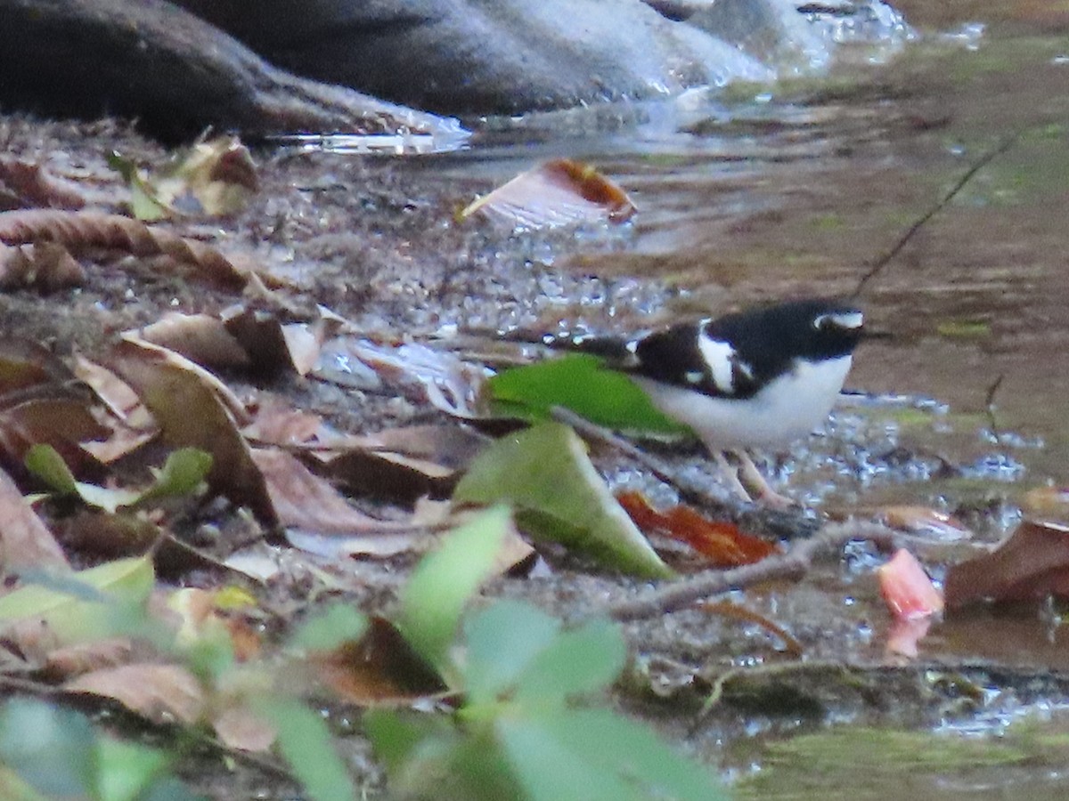 Black-backed Forktail - ML614879625