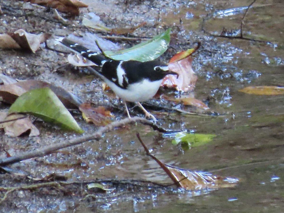 Black-backed Forktail - ML614879629