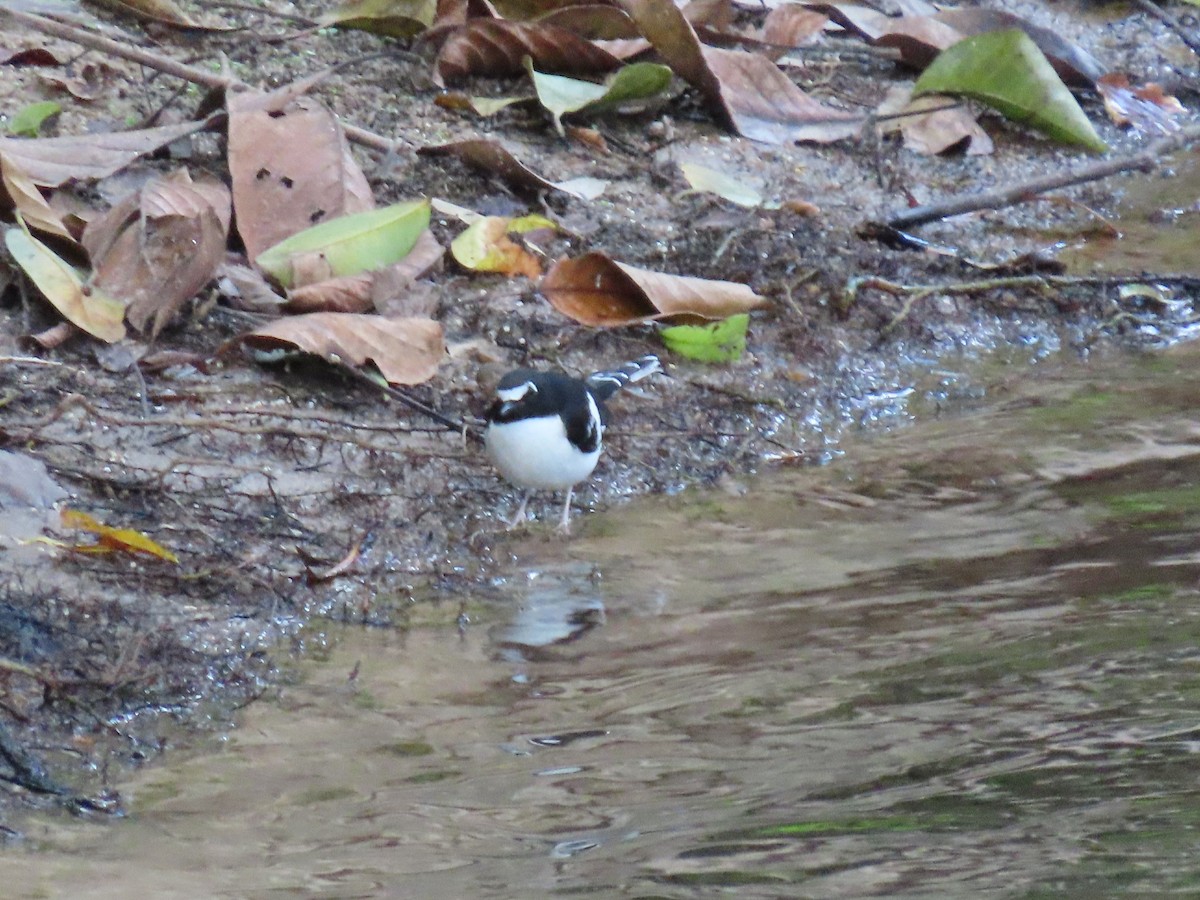 Black-backed Forktail - Thomas Brooks