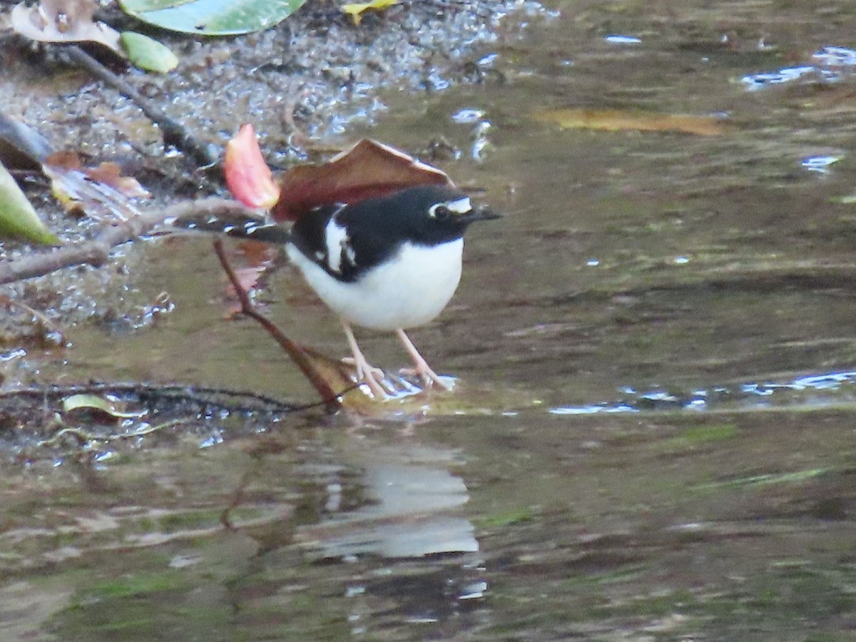 Black-backed Forktail - ML614879631