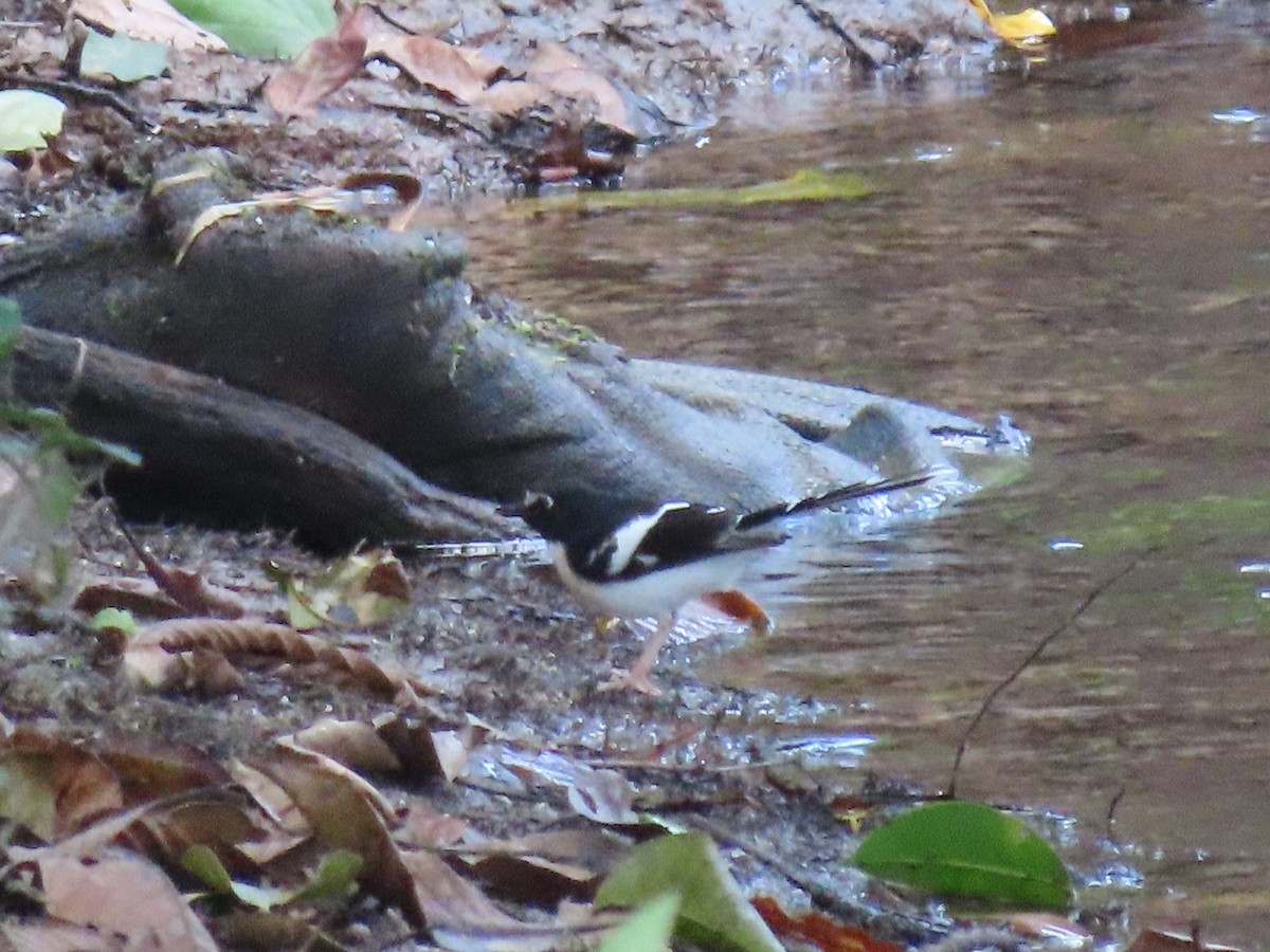 Black-backed Forktail - ML614879636