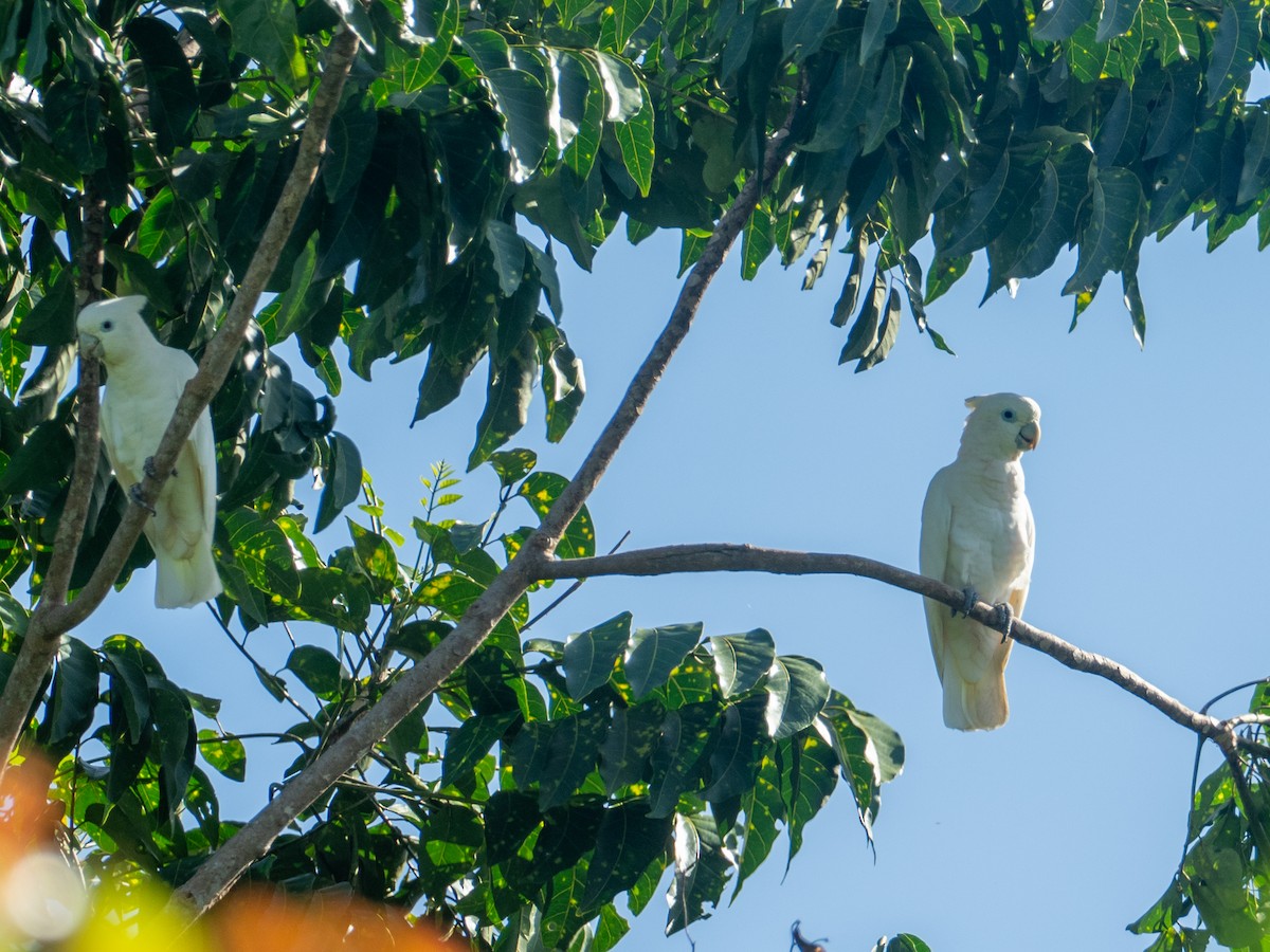 Cacatúa de las Salomón - ML614879645