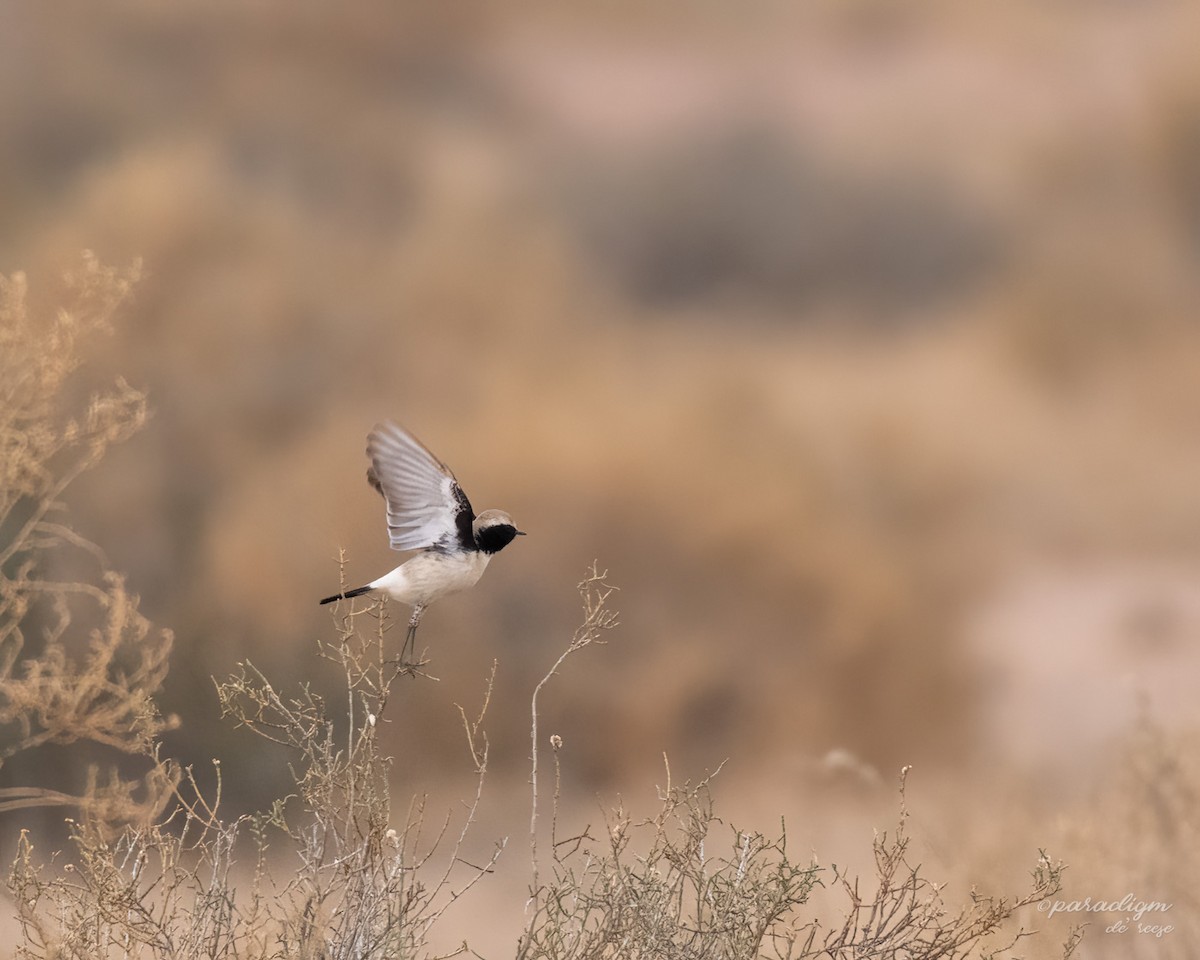 Variable Wheatear - ML614879683