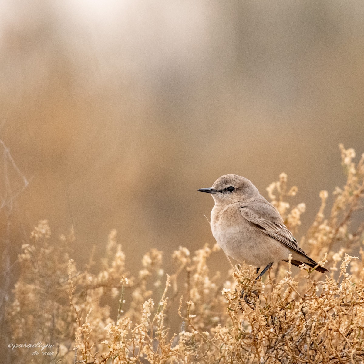 Isabelline Wheatear - ML614879686