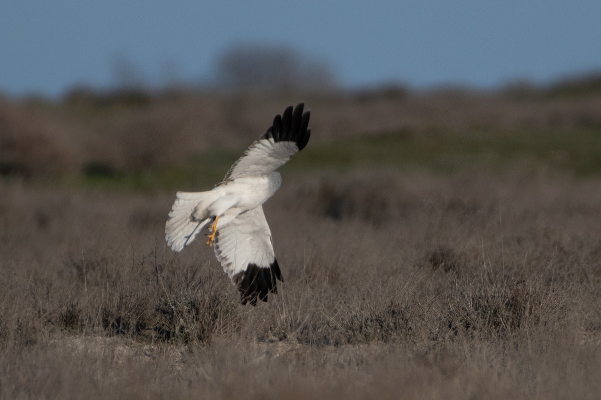 Hen Harrier - ML614879748