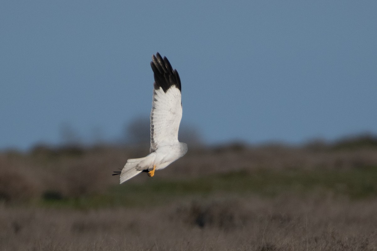 Aguilucho Pálido - ML614879749