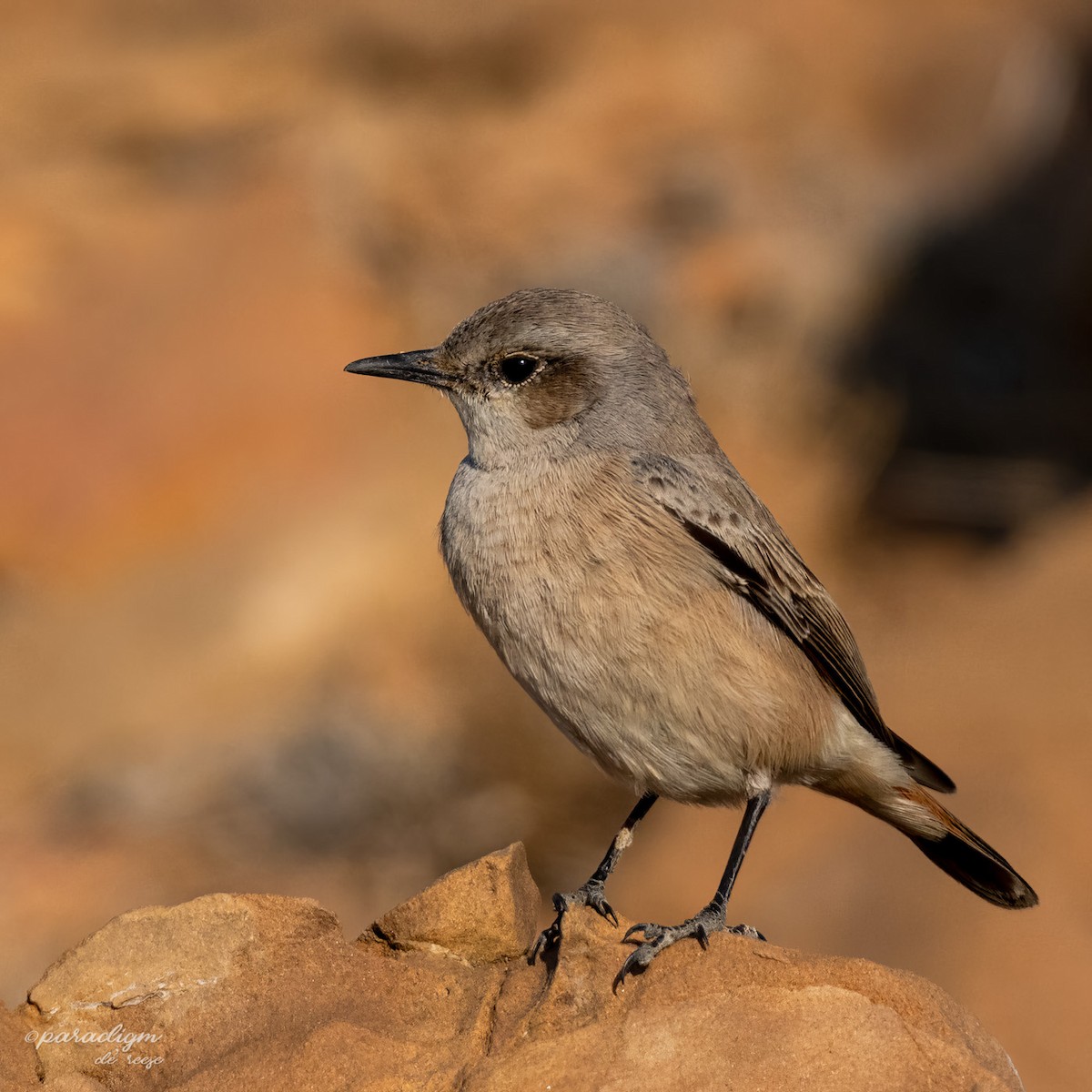 Persian Wheatear - ML614879791