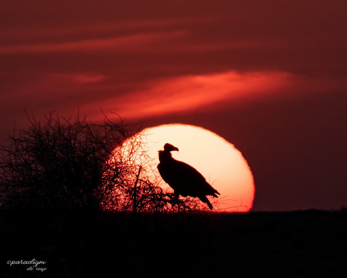 Cinereous Vulture - ML614879795