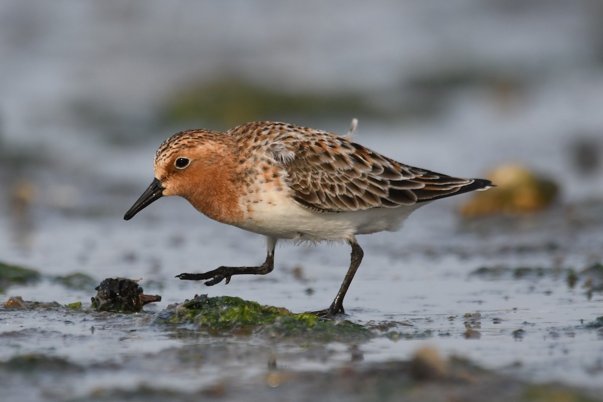 Red-necked Stint - ML614879805