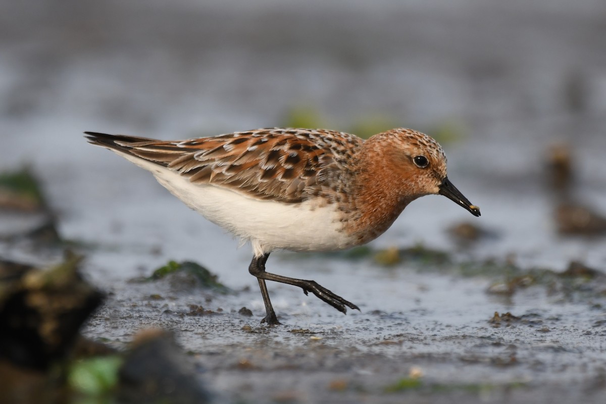 Red-necked Stint - ML614879806