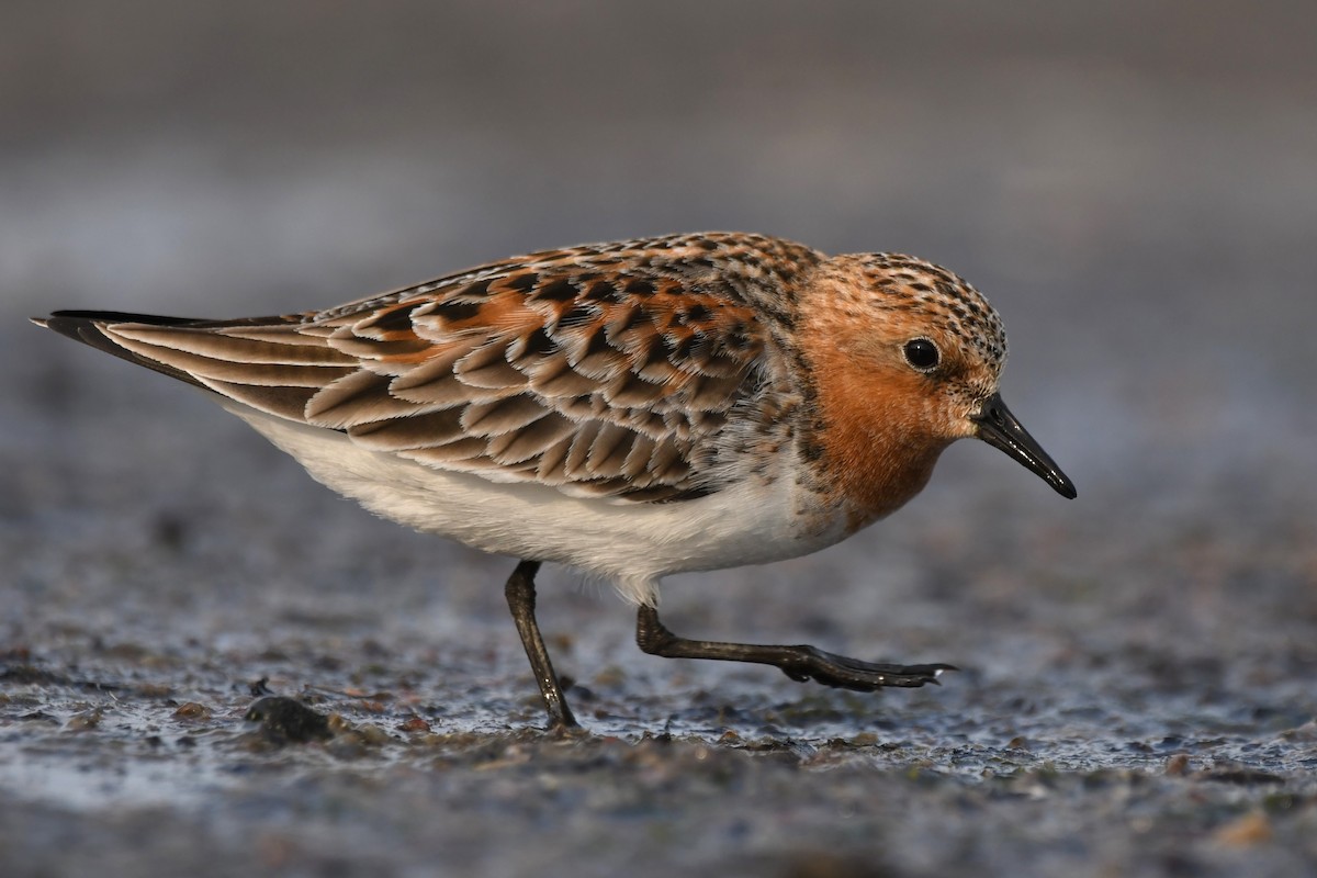 Red-necked Stint - ML614879808