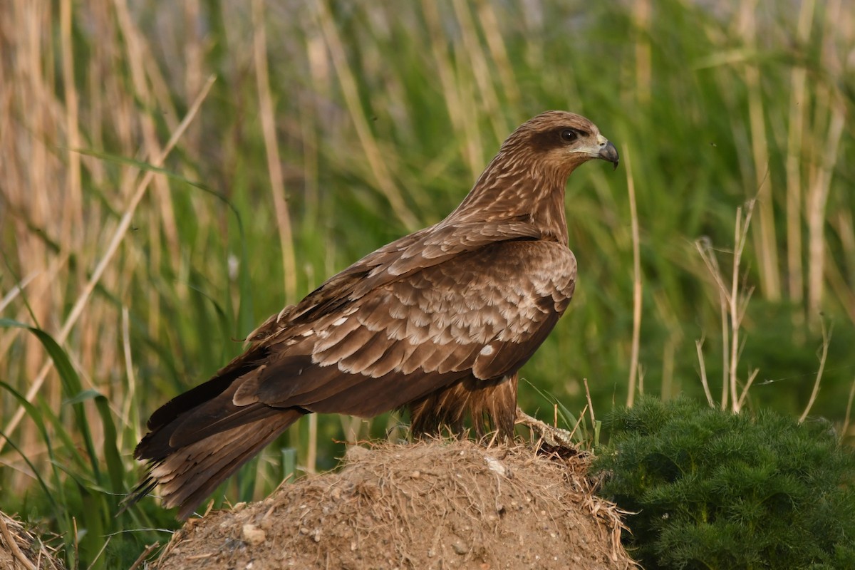 Black Kite - ML614879812