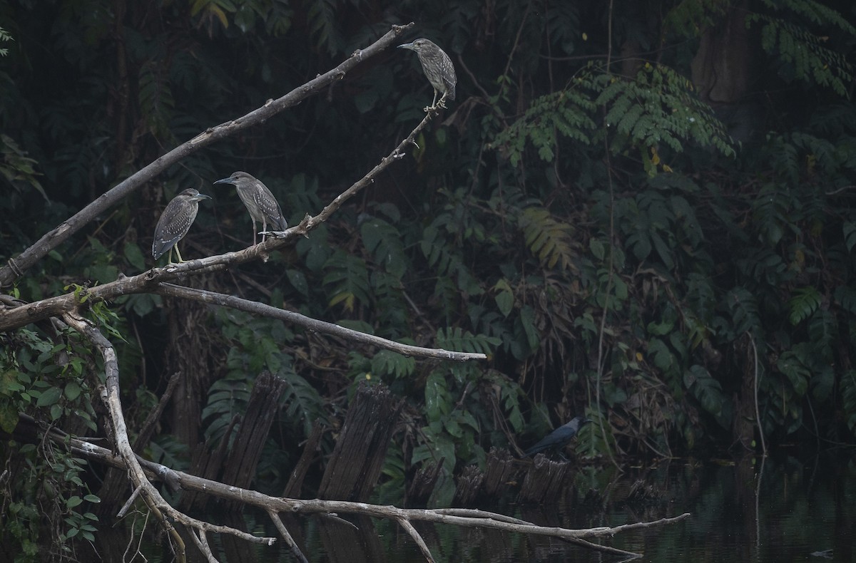 Black-crowned Night Heron - ML614879844