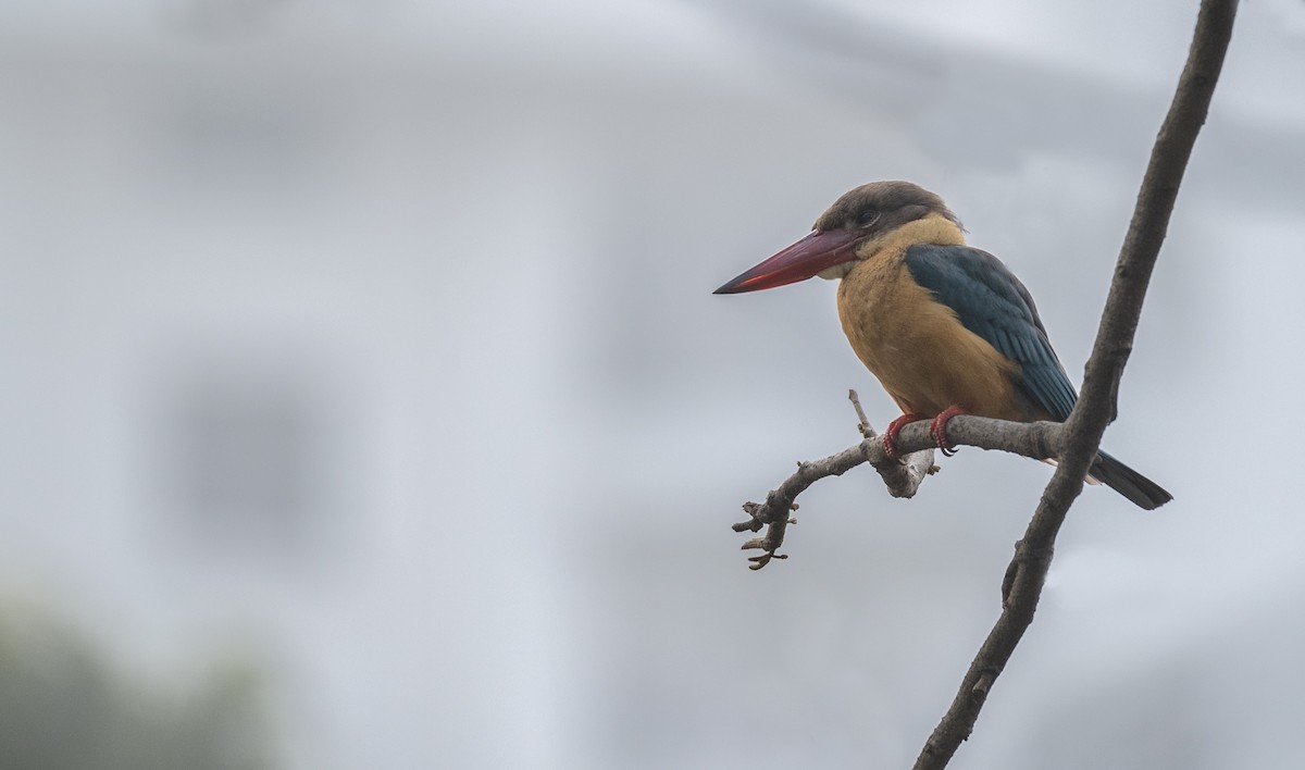 Stork-billed Kingfisher - ML614879850