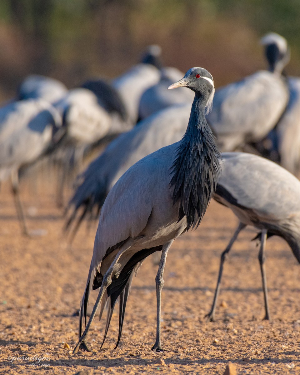 Demoiselle Crane - ML614879870