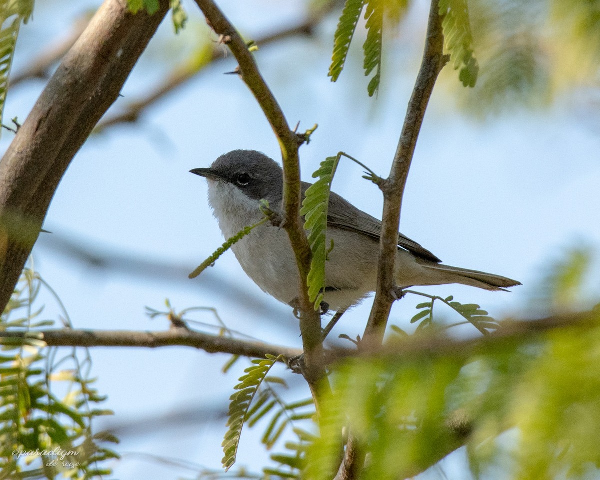 Lesser Whitethroat - ML614879872