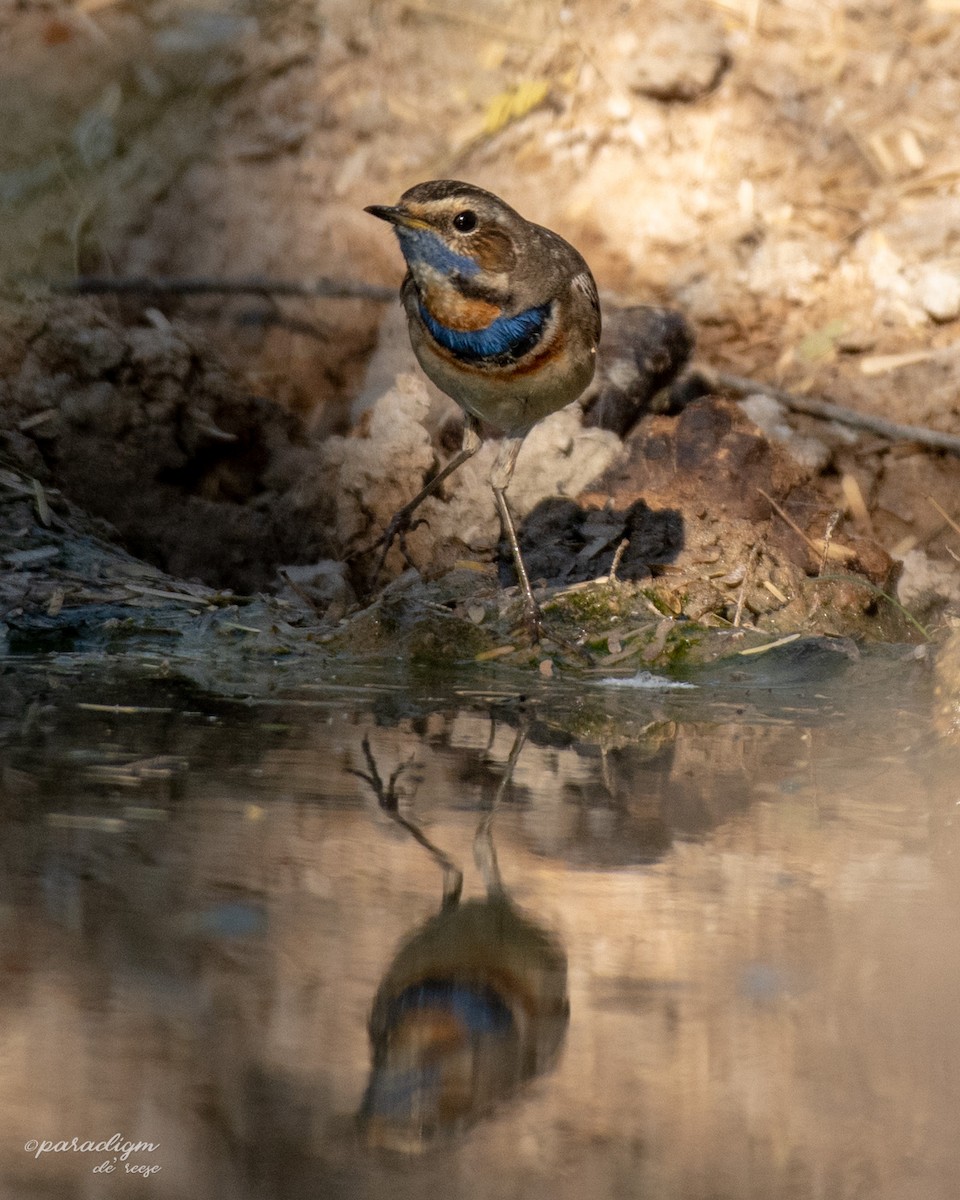 Bluethroat - ML614879873