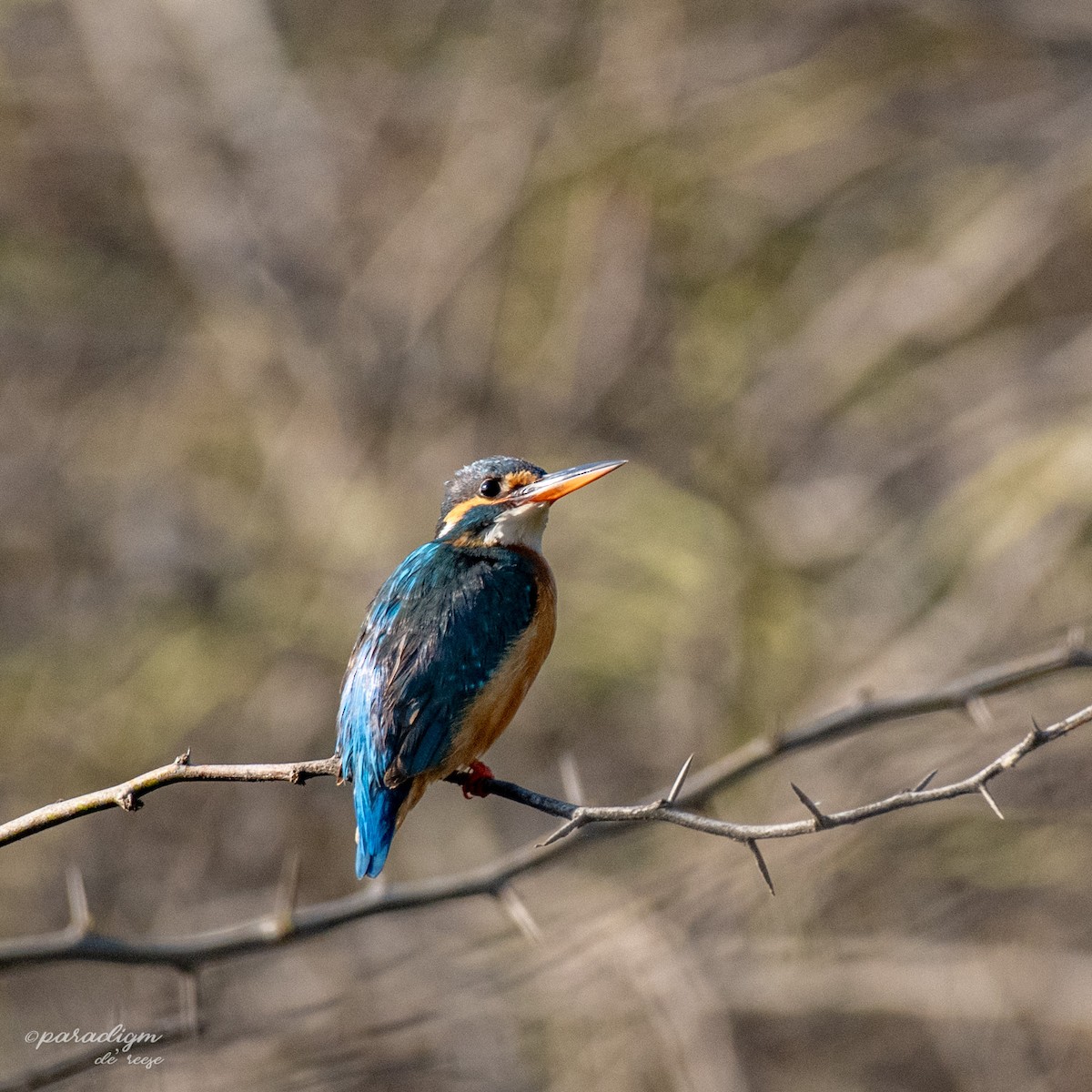 Common Kingfisher - ML614879912