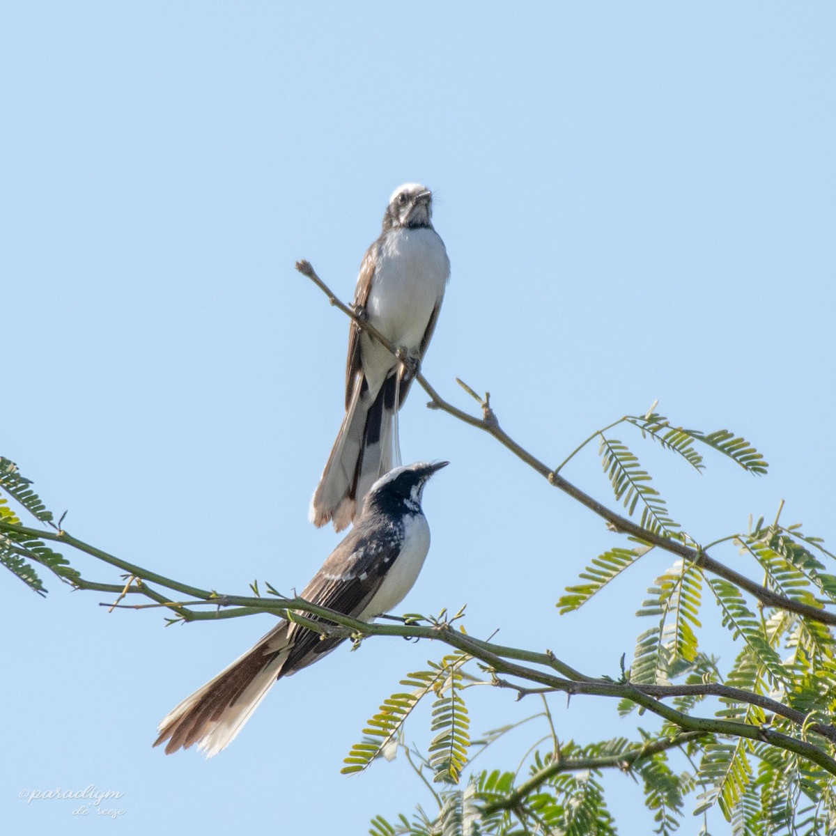 White-browed Fantail - ML614879916
