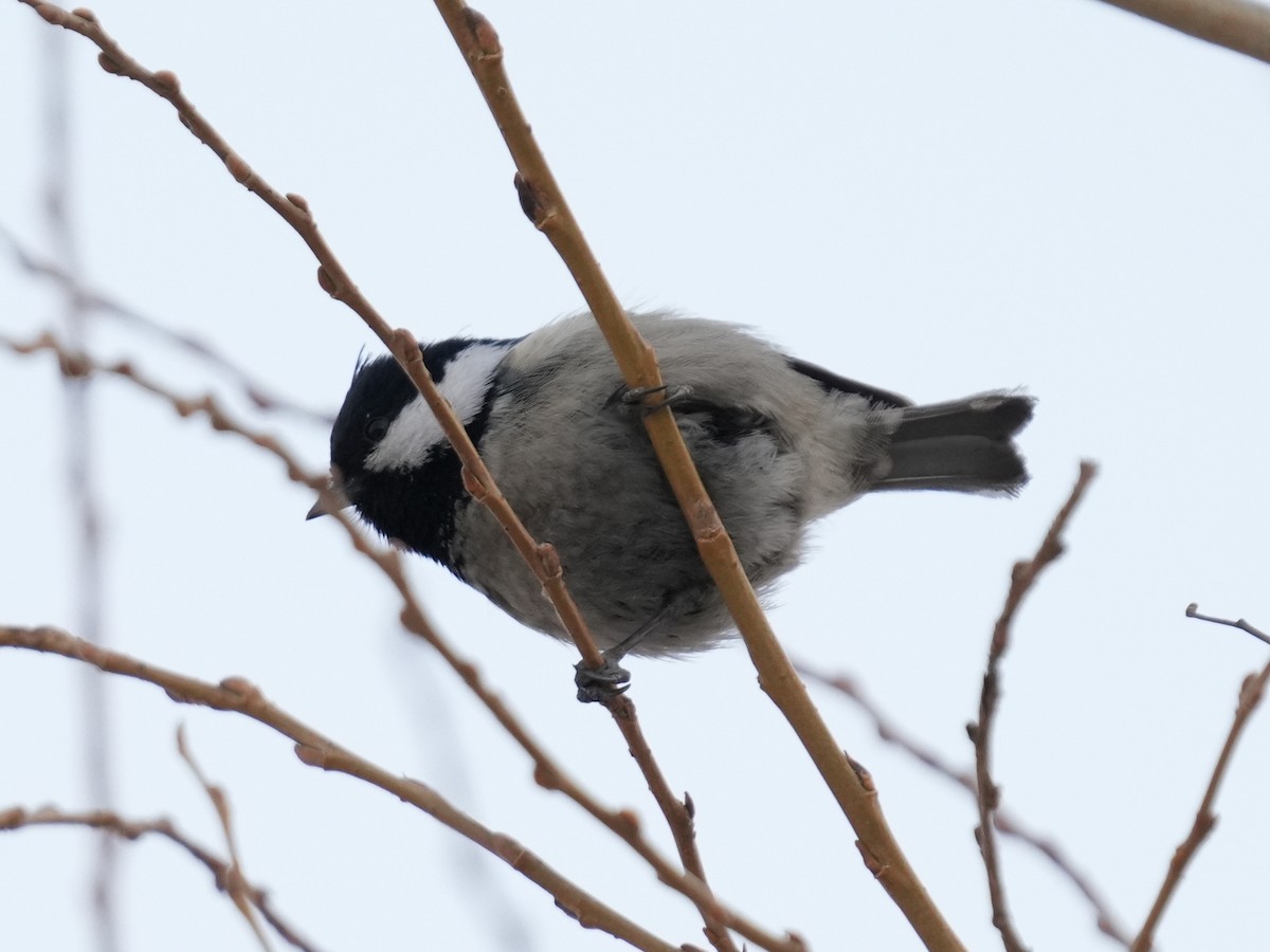 Coal Tit (Continental) - Frank Chen