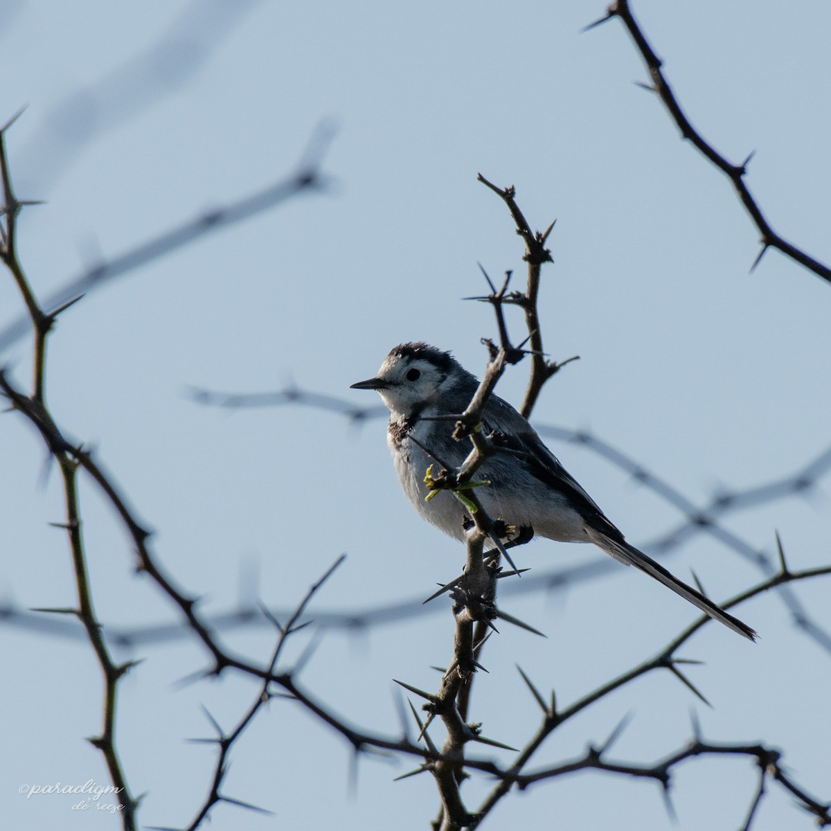 White Wagtail - ML614879918