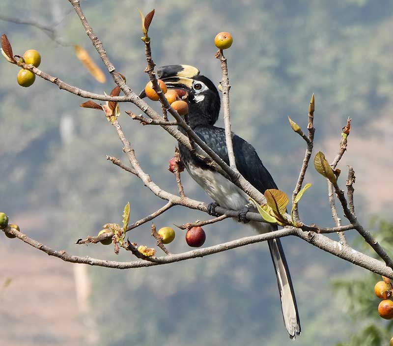 Oriental Pied-Hornbill - ML614879937