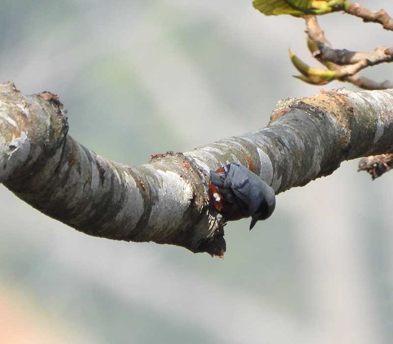 Chestnut-bellied Nuthatch - ML614879954