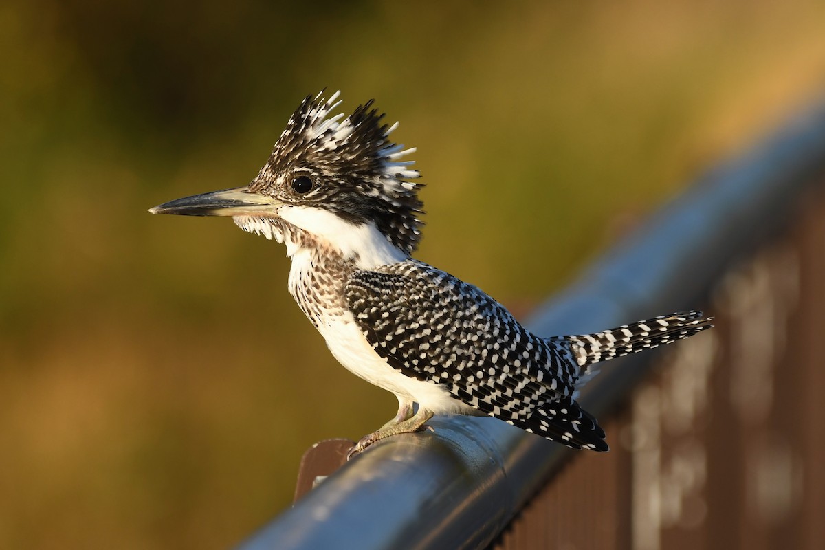 Crested Kingfisher - Hayato Ishibashi