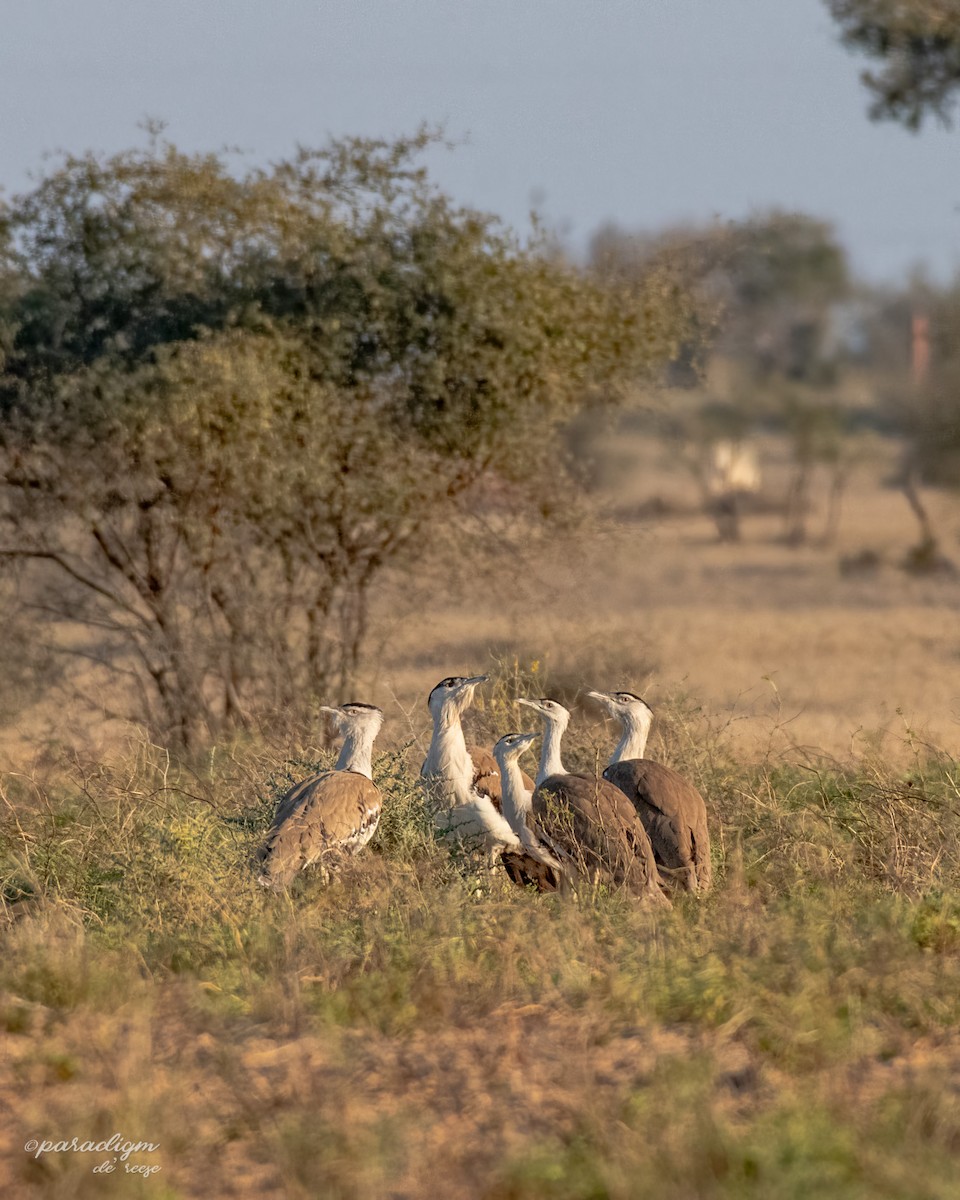 Great Indian Bustard - ML614880004