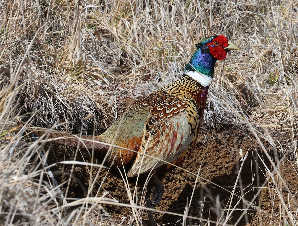 Ring-necked Pheasant - ML614880020