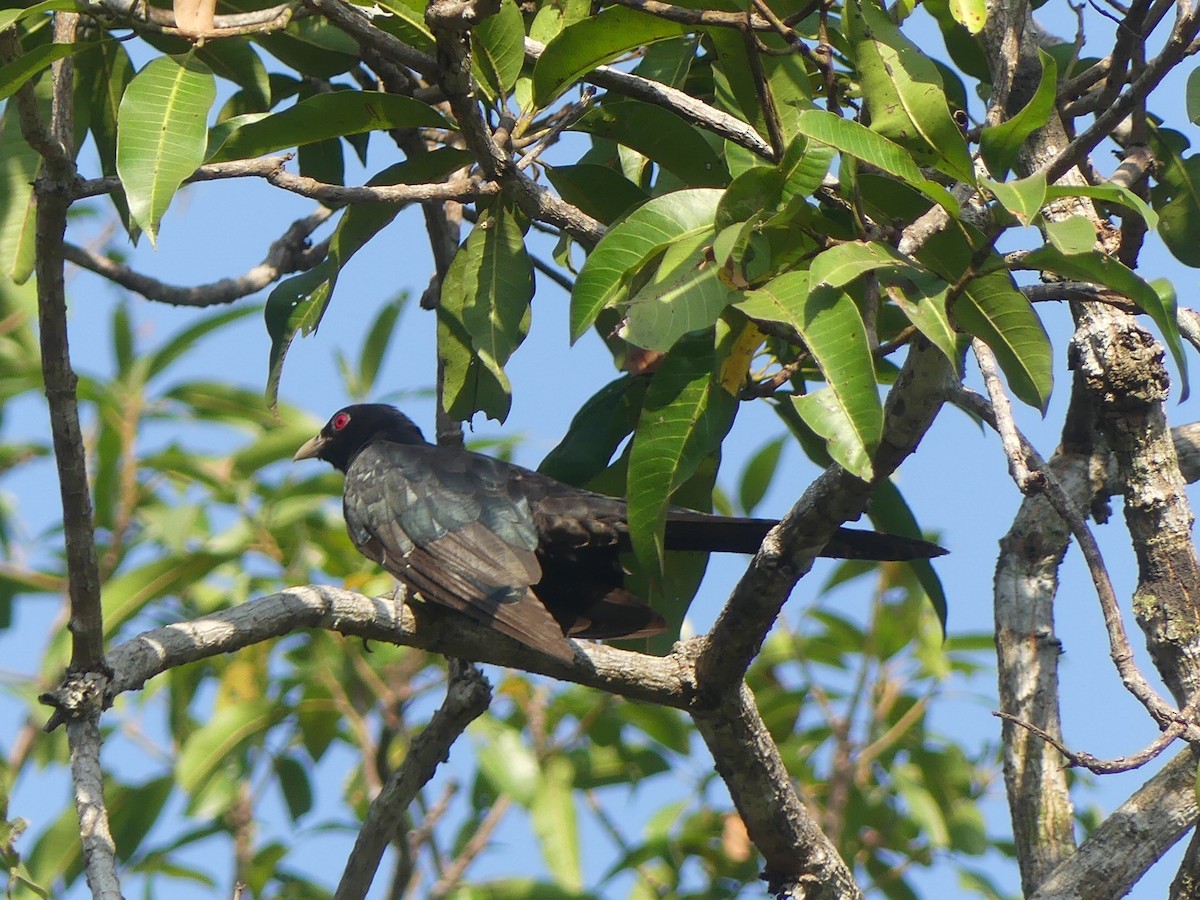 Asian Koel - ML614880101