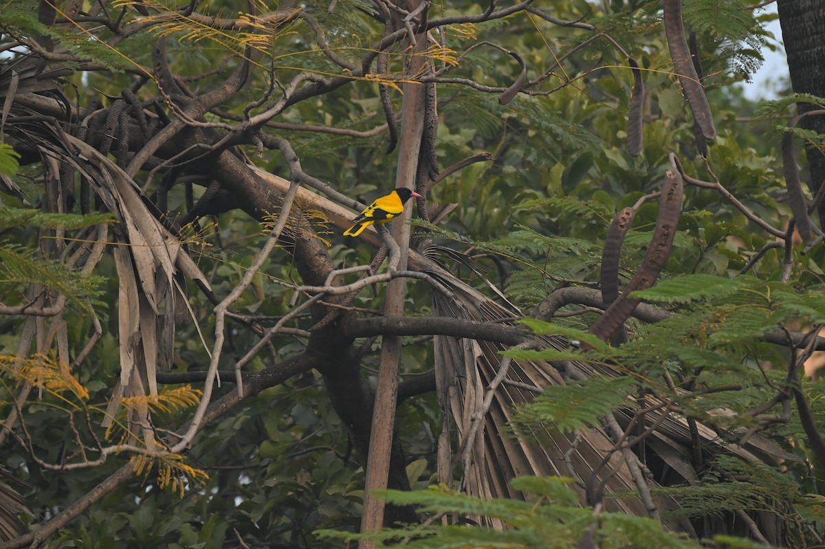 Black-hooded Oriole - ML614880127