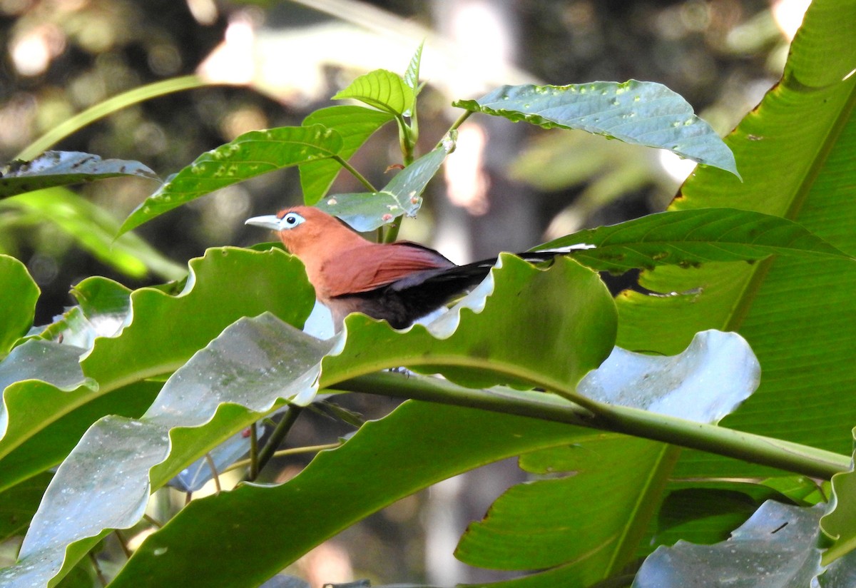 Raffles's Malkoha - YM Liew