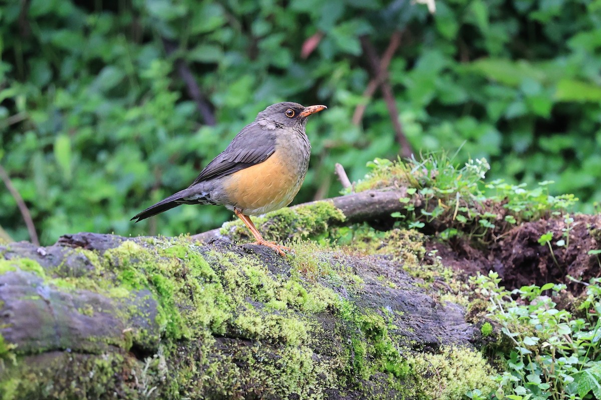 Zorzal Abisinio (grupo abyssinicus) - ML614880196