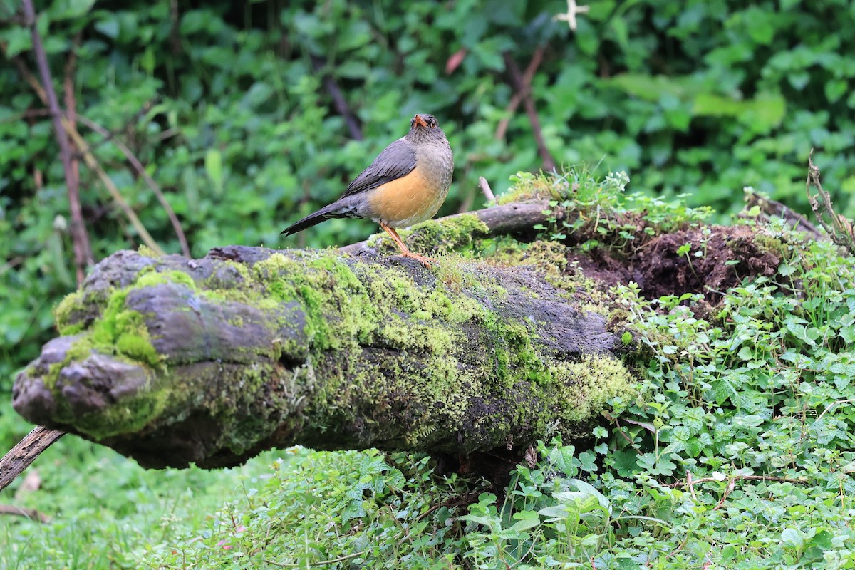 Abyssinian Thrush (Abyssinian) - ML614880197